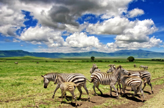 Kenya & Tanzania