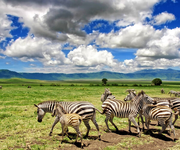 Kenya & Tanzania